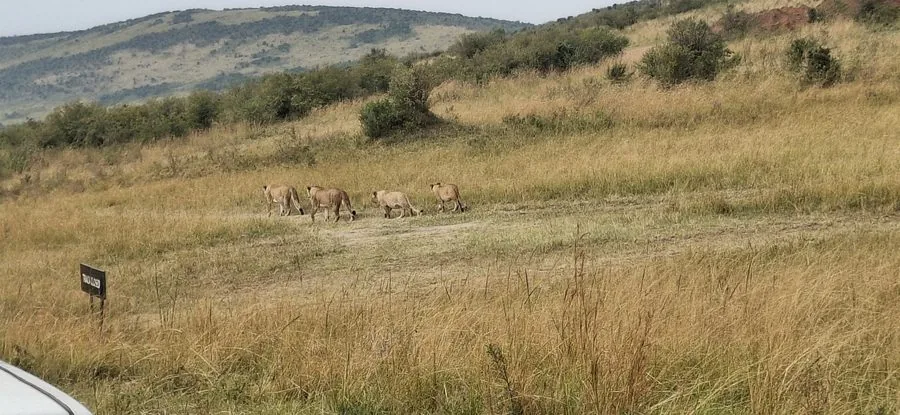 Maasai Mara Safari