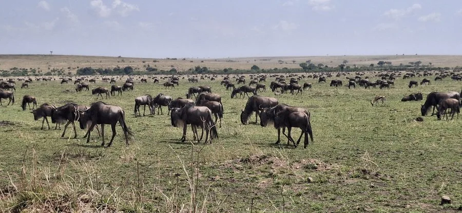 Maasai Mara Safari