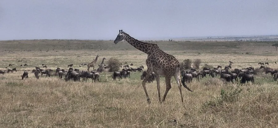 Maasai Mara Safari