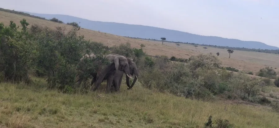 Maasai Mara Safari