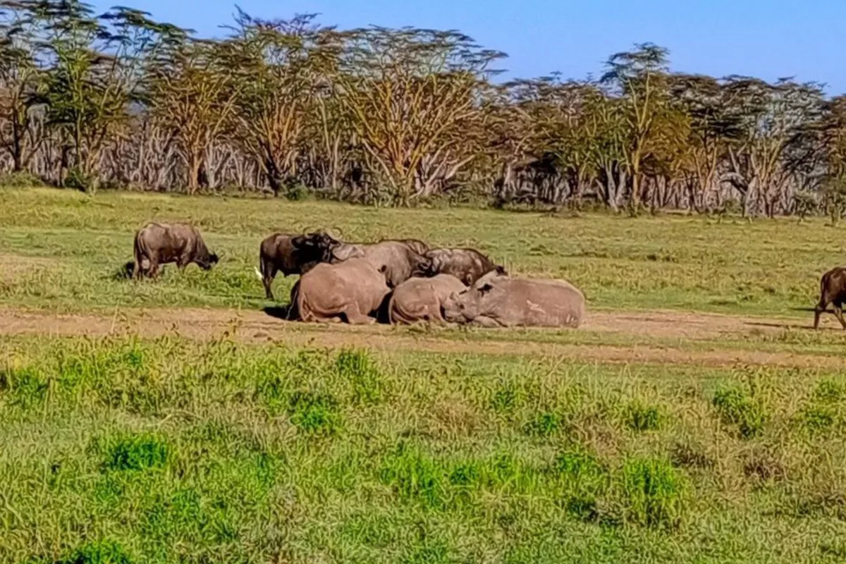 Lake Nakuru Safari