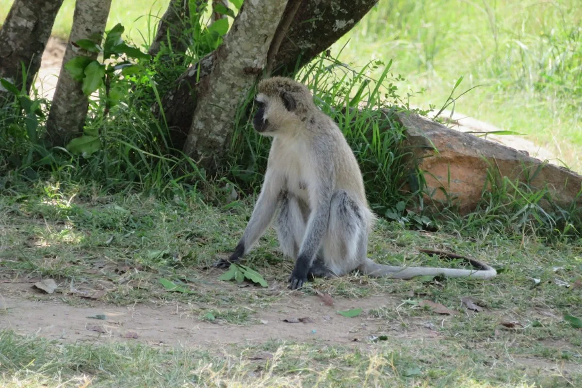 Lake Nakuru Safari