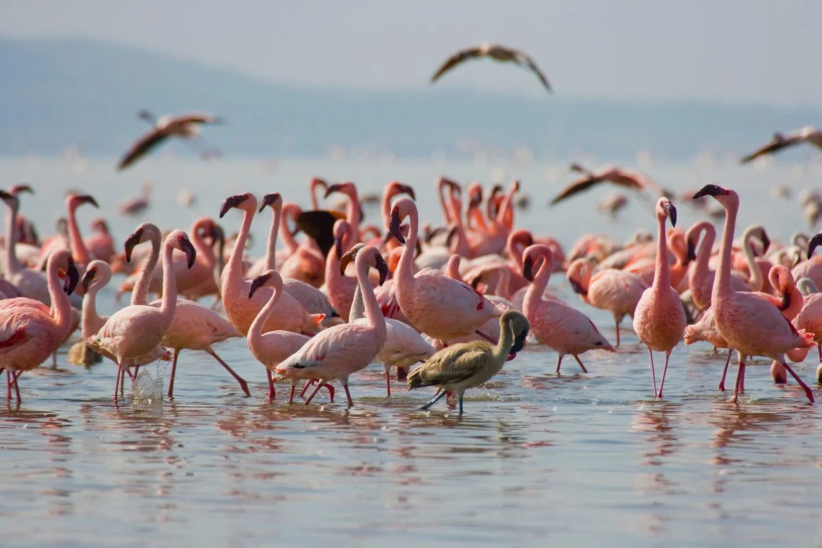 Lake Nakuru Safari