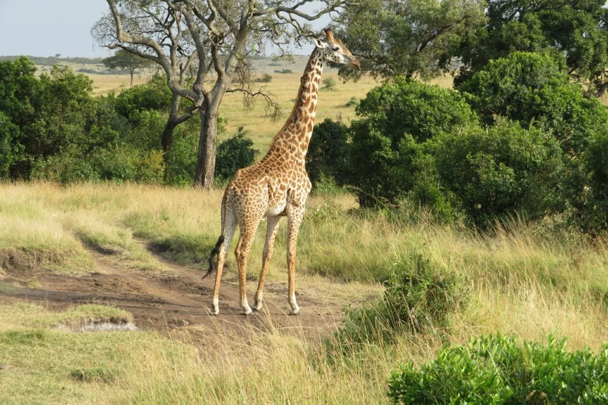 Lake Nakuru Safari