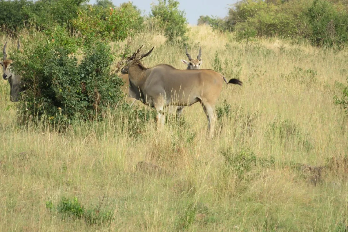 Lake Nakuru Safari
